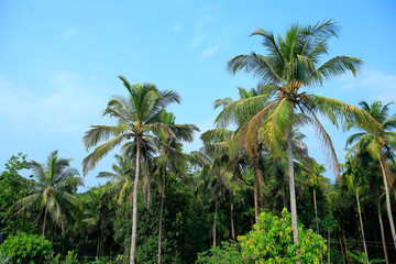 Palm trees on beautiful blue sky