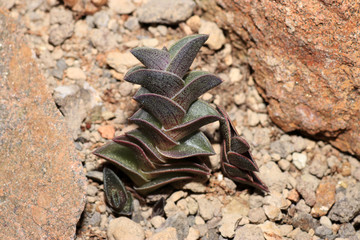 close up of a stone
