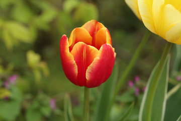 Beautiful blooming red tulips in spring closeup
