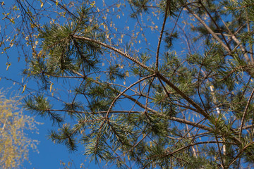Conifer in early spring. Young birch tree. Sunny blue sky.