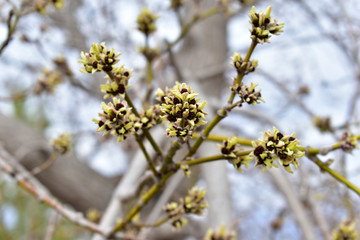 The swollen buds of the Norway Maple or Maple platanovidny