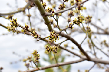 The swollen buds of the Norway Maple or Maple platanovidny