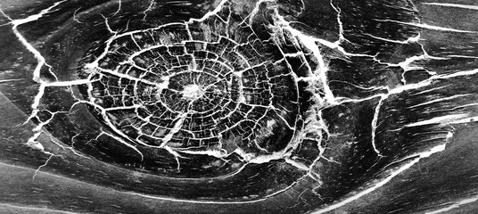 Rustic black and white wood negative texture with rough knots and cracks