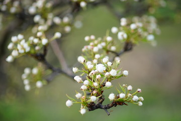 Flowering pear tree branch closeup on the spring day