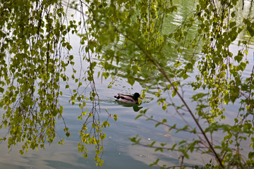 duck in the pond