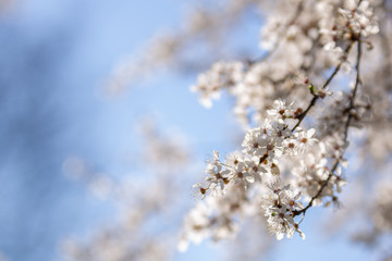 Białe kwiaty na tle błękitnego nieba © nitka_zaplatana
