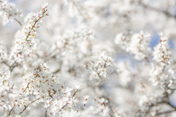 Białe kwitnące kwiaty - obrazy, fototapety, plakaty