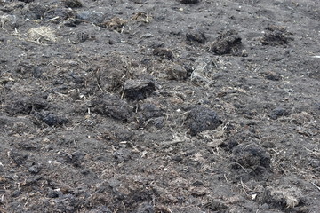Surface of black soil and humus with manure