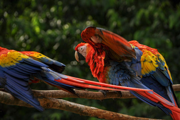 Scarlet macaws