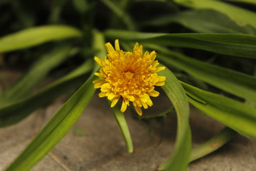 Yellow dandelion on green grass