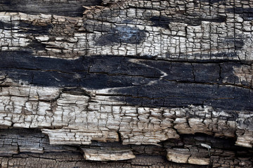 The surface of old cracked and rotten wood