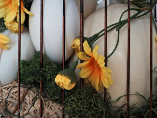 Easter decoration, eggs, yellow flowers, green moss