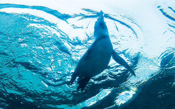 .Penguins swimming underwater photos