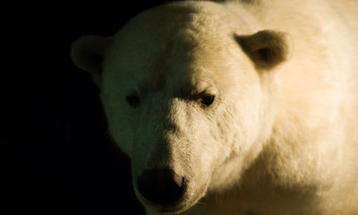 .White bear in the shadows