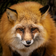 Red Tailed Fox posing for the camera!