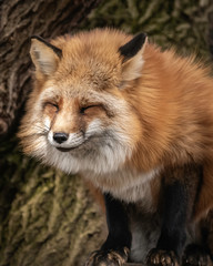 Red Tailed Fox posing for the camera!