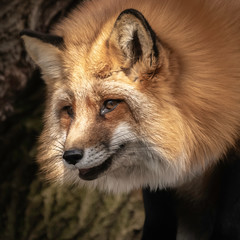 Red Tailed Fox posing for the camera!