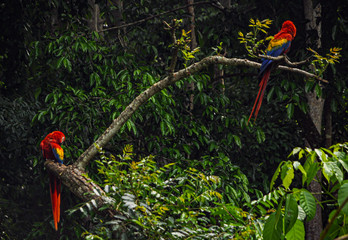 Scarlet macaws