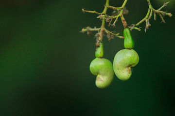 Beautiful cashew nut isolated on blended background