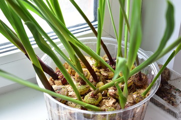 Green seedlings of flowers and vegetables in spring