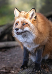 Red Tailed Fox posing for the camera!