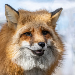 Red Tailed Fox posing for the camera!