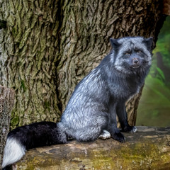 Grey variant of a red tailed fox  posing for the camera!