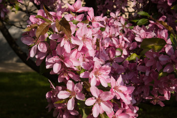 Spring flowers. 
Details of spring flowers.