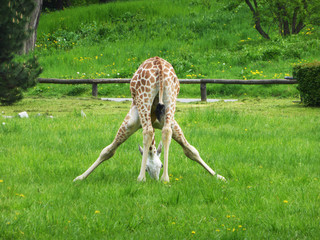 giraffe in the wild © Baca