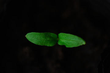 Green seedlings, sprouts growing from the soil, black soil, young, macro