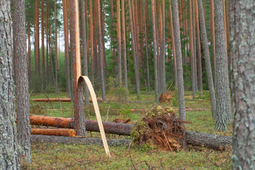 Fototapeta na wymiar Trees broken by the wind. The consequences of a hurricane. Felled trees in a pine forest.