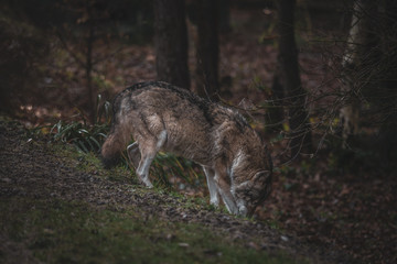 Naklejka na ściany i meble the wolf is coming back to switzerland