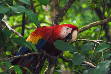 Scarlet macaw in tree