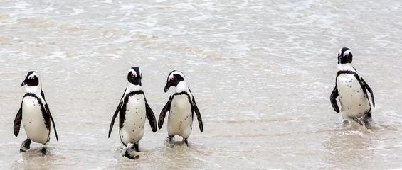 Foto op Plexiglas Penguins on Boulders Cape Town, South Africa © Subodh