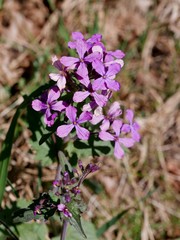 Lila Blüte in WIldnis