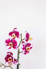 beautiful purple Phalaenopsis orchid flowers, isolated on white background. Floral tropical design element for cosmetics, perfume, beauty care products.