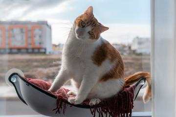 gato blanco y marron de ojos amarillos, se sienta en una hamaca junto a la ventana y ladea la...