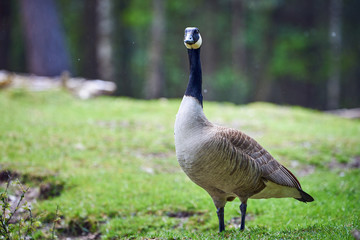 Canada Goose ( Branta Canadensis ), Teverener Heide Natural Park, Germany