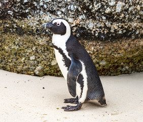 Obraz premium Penguins on Boulders Cape Town, South Africa 