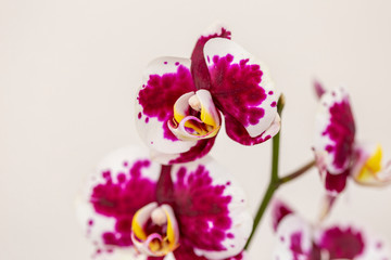 Obraz na płótnie Canvas Phalaenopsis Red White stripe x hybrid Orchid flower bloom with soft focus and White background. Floral tropical design element for cosmetics, perfume, beauty care products.