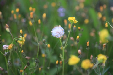 field of dandelions