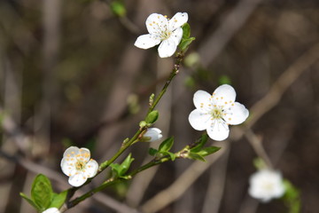 Rami con i fiori primaverili