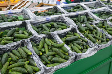 Fresh greenhouse cucumbers in boxes in the super market