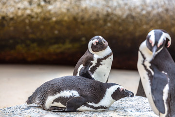 African Penguins  in cape town, South Africa.