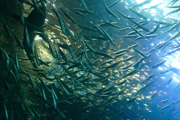 Shark swimming among school of anchovies