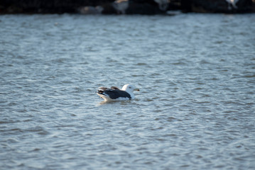 Great Black Backed Gull