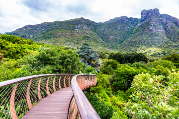Naklejka premium walkway in Kirstenbosch National Botanical Garden in Cape Town, South Africa.