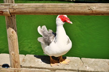 Free range duck, happy duck farm