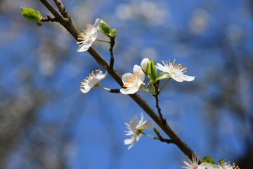 Rami con i fiori primaverili
