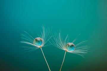 Dandelion with drops of water in a beautiful tonality. Macro of a dandelion. Turquoise background